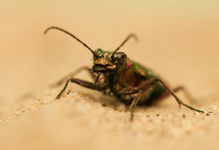 cicindela 白菜