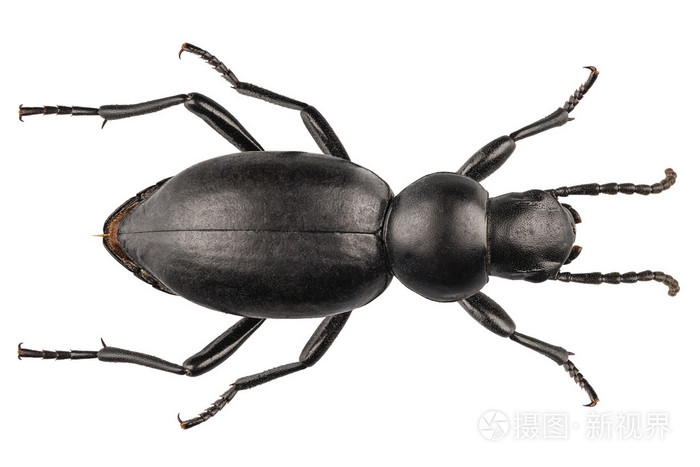 甲虫物种tentyriapeiroleri