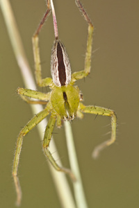 绿猎人蜘蛛微马塔病毒