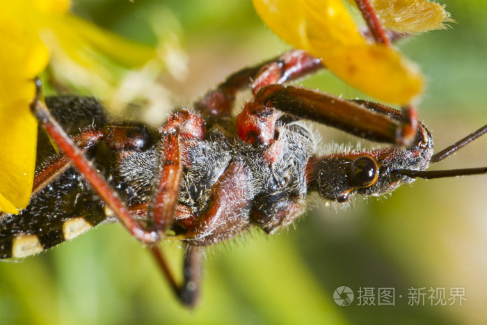 刺客毛虫高清照片图片