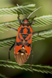 firebug，pyrrhocoris 翅大头粪金龟