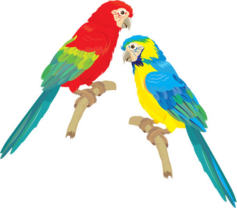 蓝色黄色和红色蓝色金刚鹦鹉隔离上白色 backgro