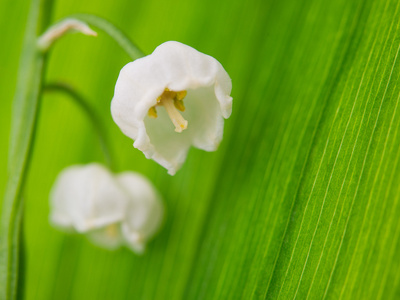 山谷的百合花