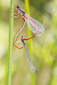 两个小的红蜻蜓 ceriagrion 研究 的