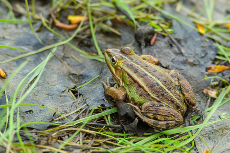 大棕绿色青蛙在沼泽中