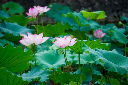 美丽的莲花