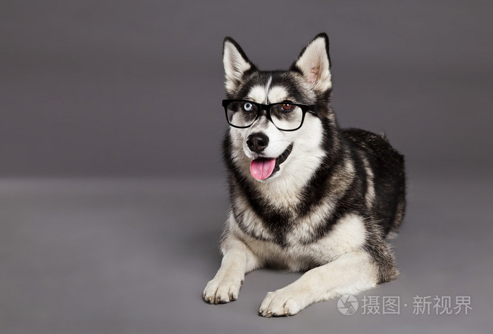 戴着时髦眼镜哈士奇室画像