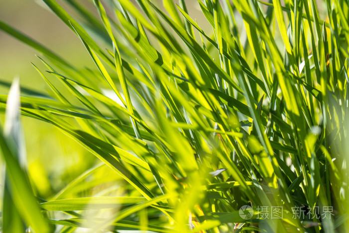 一束绿草了关闭