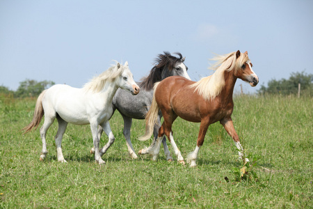 威尔士语 ponnies 一起运行