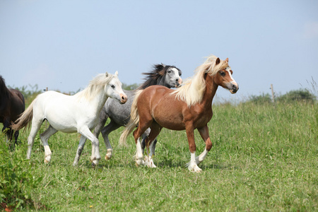 威尔士语 ponnies 一起运行