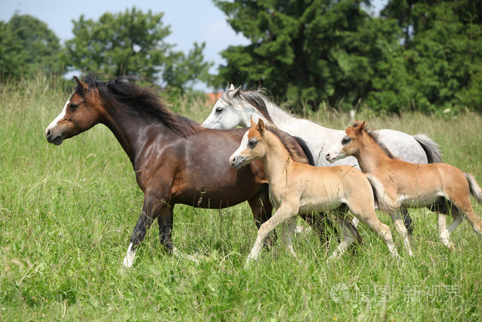 匹母马和马驹在牧草上运行