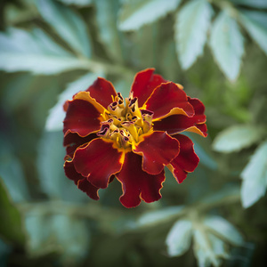 法国万寿菊Tagetes Patula