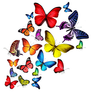 许多不同的蝴蝶，在白色背景上孤立