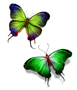 两种颜色隔离会议的概念，在白色背景上的蝴蝶