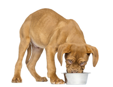 dogue de 波尔多小狗从一个金属狗碗，吃 4 个月