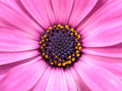 osteospermum ecklonis 绽放