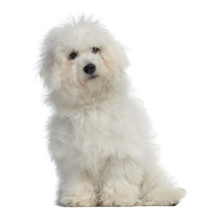 Bichon fris, 5 months old, sitting, isolated on white