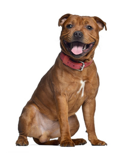 穿着福字小肚兜斯塔福郡斗牛犬,9 个月大红色的项圈,isolat照片