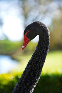 黑天鹅用长长的脖子的肖像