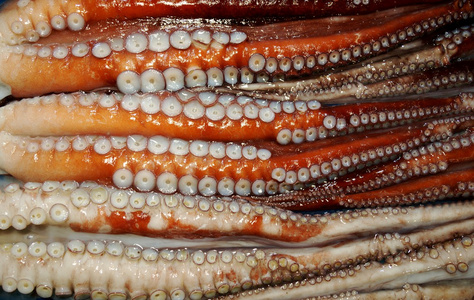 freshkoreasoputh 韩国鱼市场上出售的八达通照片