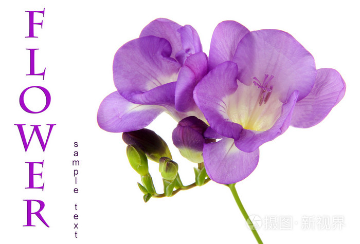 紫色小苍兰花白色上孤立