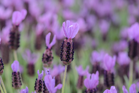 西班牙薰衣草紫色花