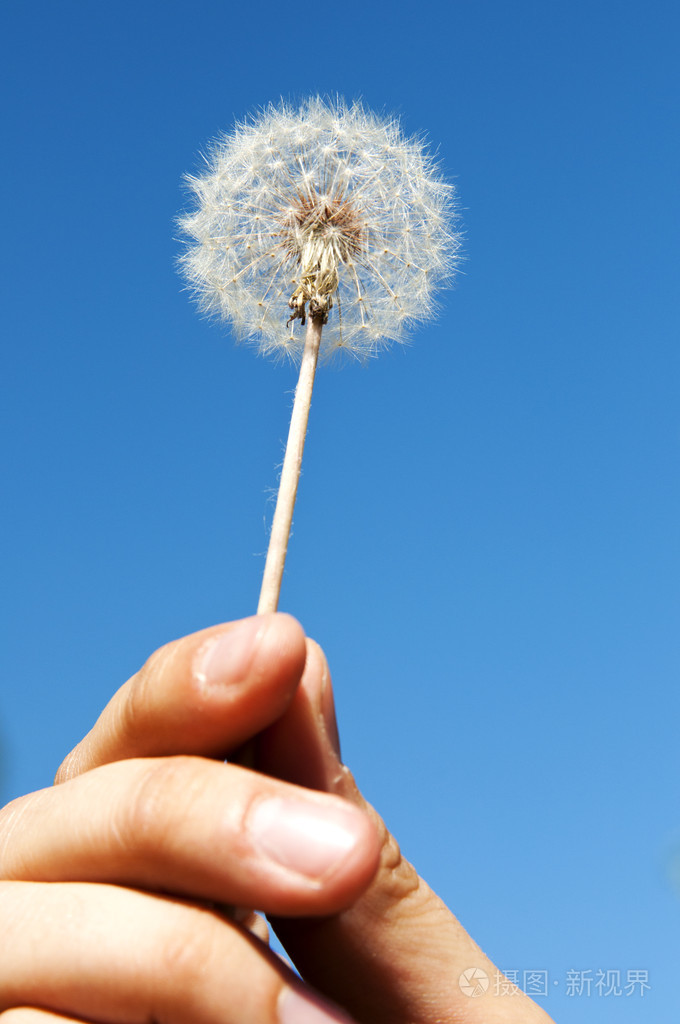 蒲公英花在手