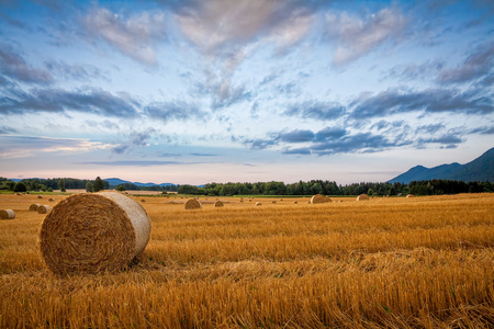 捆干草堆上具有戏剧性的早晨天空的小麦字段照片