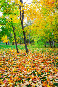 美丽的秋天公园
