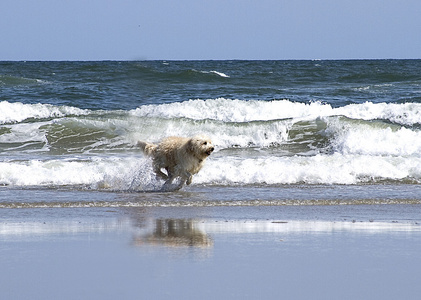狗在海滩上运行