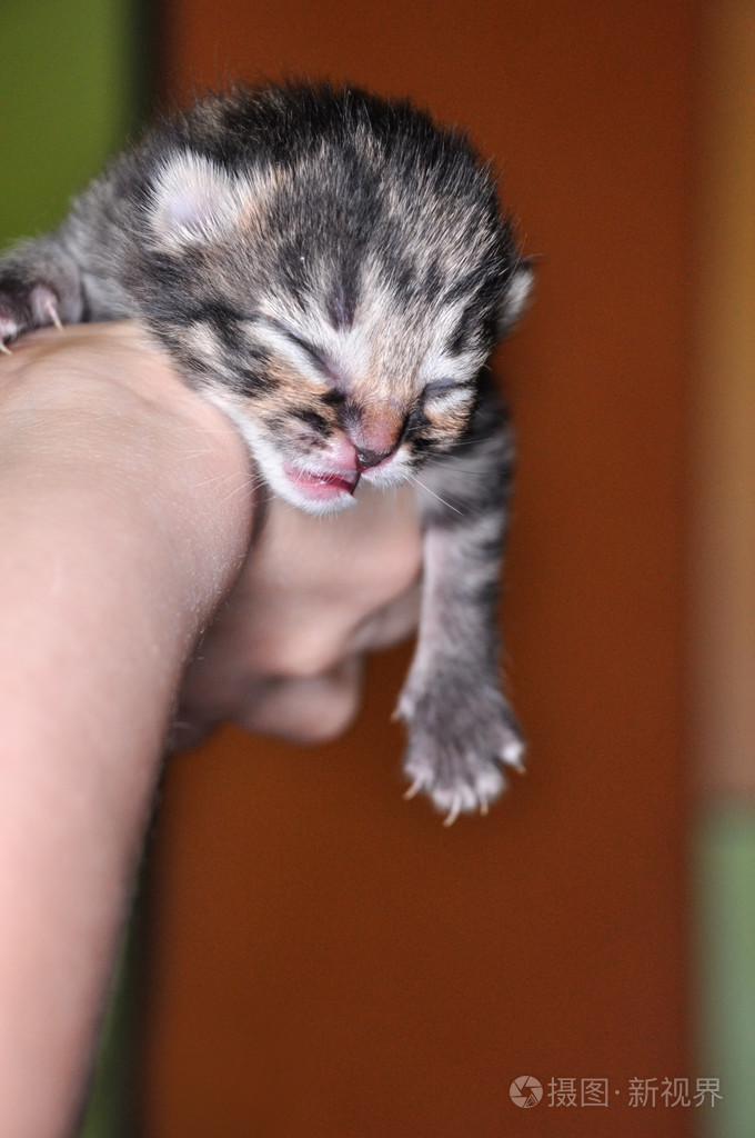 新生的小猫