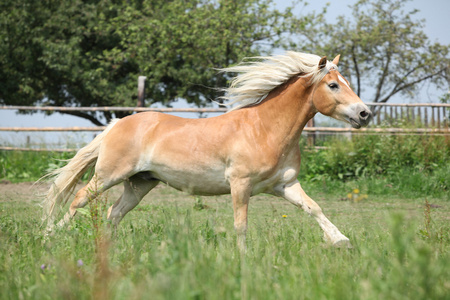 在牧草上运行的很好 haflinger