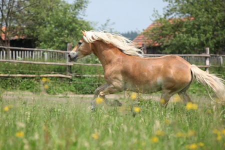 在牧草上运行的板栗 haflinger