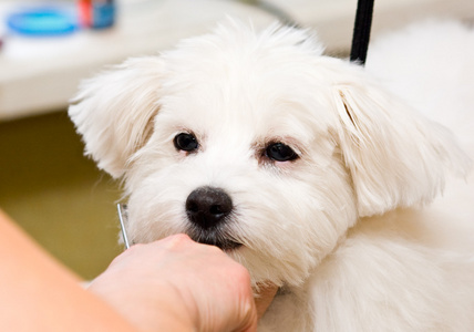 梳理马尔济斯犬