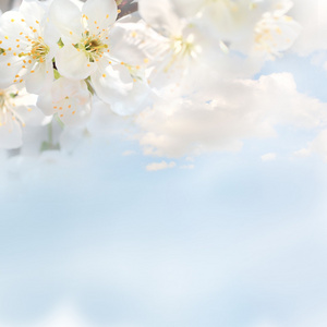 白樱桃花与天空