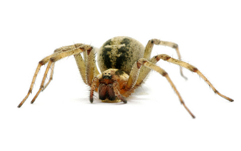 纠缠不清的巢蜘蛛 夜蜘蛛或hacklemesh 韦弗 隙蒺藜 在白色背景前相似素材图片 摄图新视界