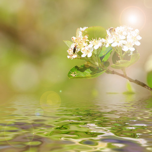 棵开花的树