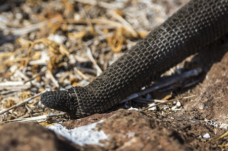 加拉帕戈海洋鬣鳞蜥的尾部