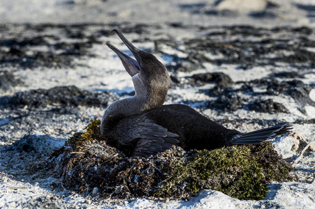 不会飞的鸬鹚 phalacrocorax harrisi 加拉帕戈