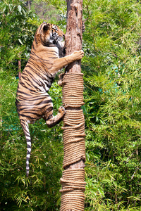 猎虎爬上一棵树