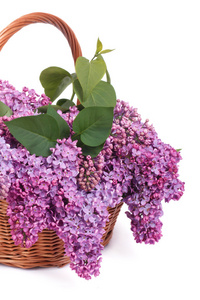 用一束紫色紫丁香孤立在白色篮子