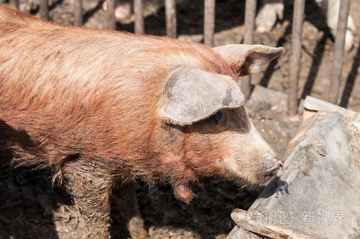 脏猪在铁丝笼