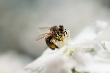 蜜蜂采集花粉从苹果花