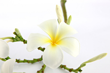 许多白色素馨花花