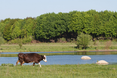 棕色牛河附近的夏季牧场上