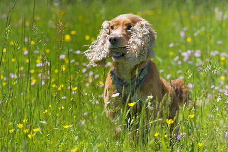 孤立英国可卡犬草的背景上