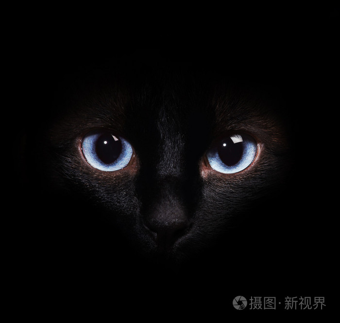 暹罗猫在黑暗中的眼睛