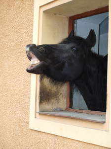 friesian 黑马