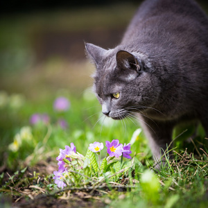 绿色的草坪上户外可爱的小猫猫