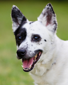 蓝色 heeler 或澳大利亚牛狗的肖像